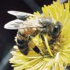 Первая медицинская помощь 87_honeybee