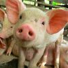 Вирус «свиного гриппа» может перерасти в пандемию