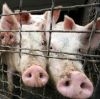 Кто не подвержен риску заболеть свиным гриппом? 