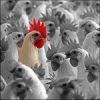 «Вспышка птичьего гриппа в Голландии»
