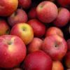 «Яблоки значительно укрепляют кости»