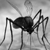 Москва может столкнуться с эпидемией малярии