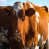 Ученые нашли противоядие от коровьего бешенства