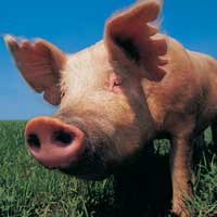 Экспорт токсичной свинины в 25 стран мира