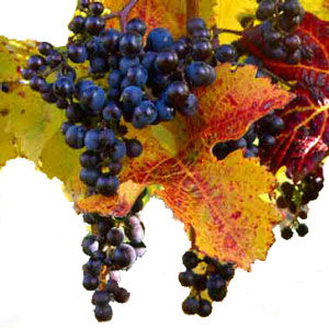 Виноград защищает от рака