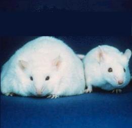 У мышей развивается «здоровое» ожирение