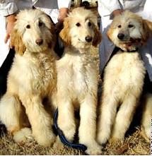 Корейская биологическая компания утверждает, что клонирование собак дешевле