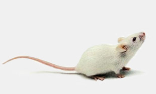 Клетки мышей способны вырабатывать чистый инсулин